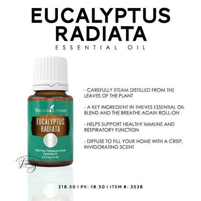 Eucalyptus Radiata essential oil uses and health benefits